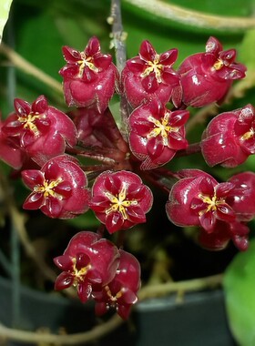 彭亨球兰 Hoya sp.pahang