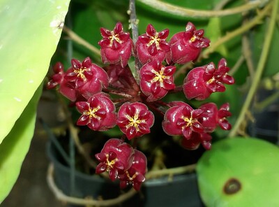 彭亨球兰 Hoya sp.pahang