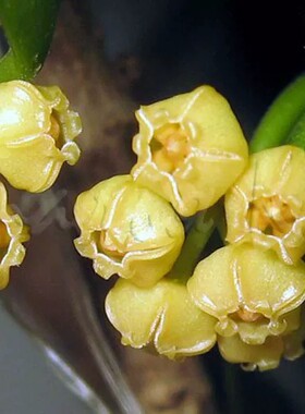 休斯科尔球兰 黄烧麦 （Hoya heuschkeliana ssp. yellow ）
