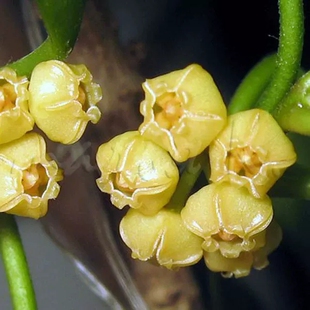 休斯科尔球兰 黄烧麦 （Hoya heuschkeliana ssp. yellow ）