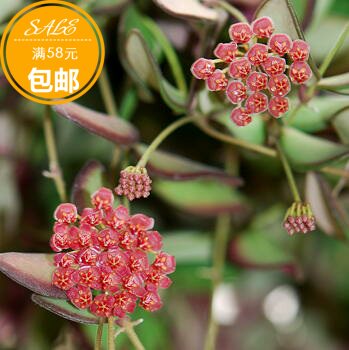 潵球兰（Hoya tsangii）