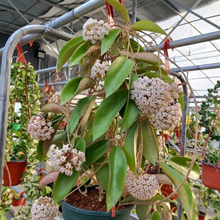 新玉香球兰小苗 hoya wibergiae new   jad003专为中国花友选育