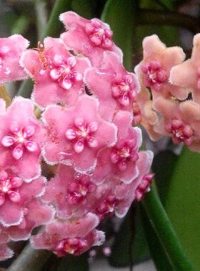 异叶外锦四叶以上小苗（Hoya diversifolia albomarginata）