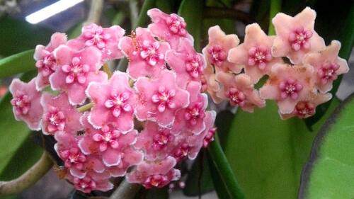 异叶外锦四叶以上小苗（Hoya diversifolia albomarginata）