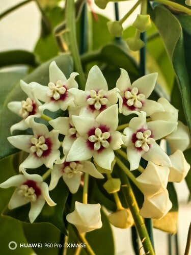 Hoya calycina 大萼球兰   绒叶 大花 浓香 怕冷