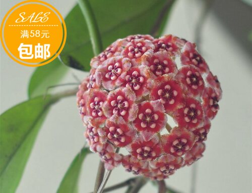 美丽亚种hoyameliflua3颗球兰
