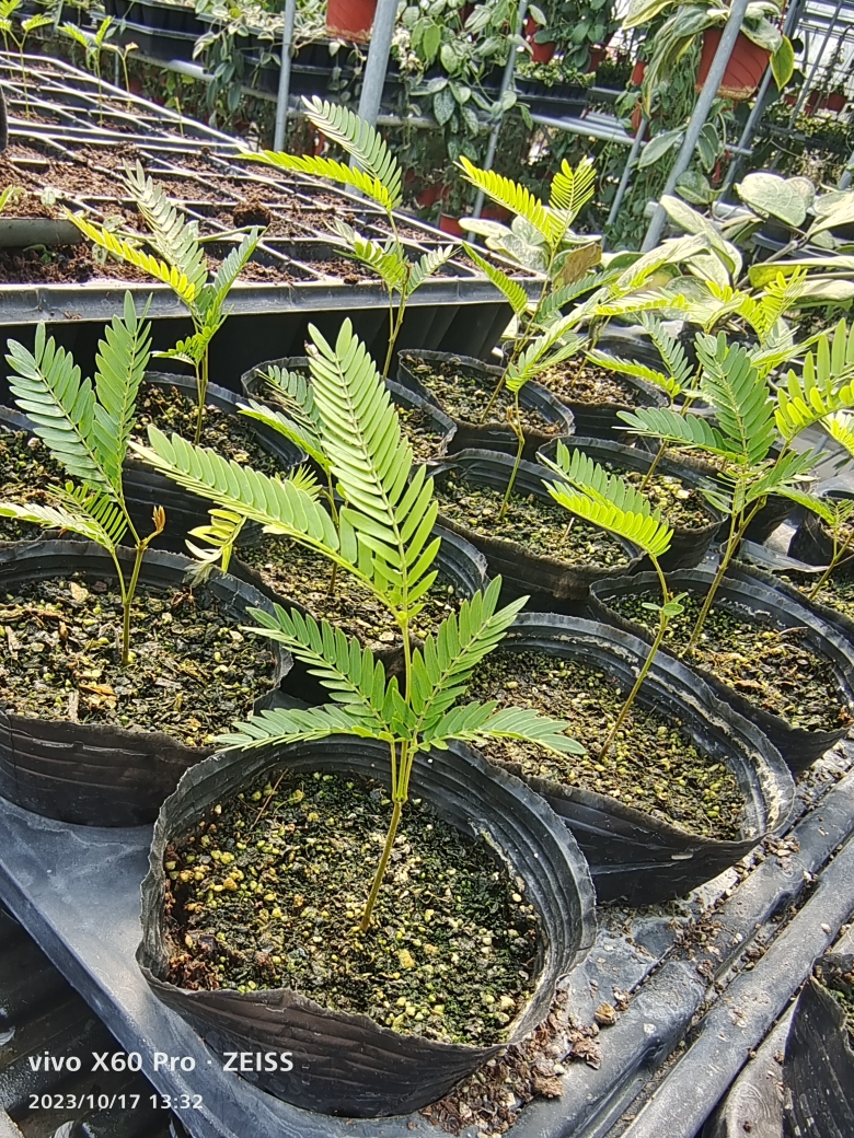Jadeite Garden 密叶猴耳环小苗 特价包邮