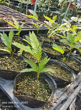 Jadeite Garden 密叶猴耳环小苗 特价包邮