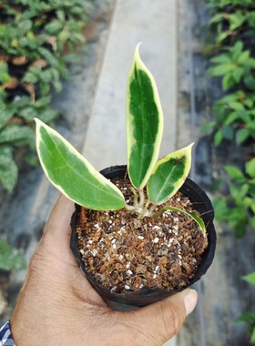 hoya verticillata 