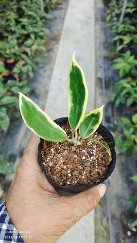 hoya verticillata 