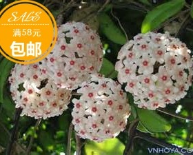 杂交匍匐球兰（Hoya serpens X carnosa ）耐寒等级5星