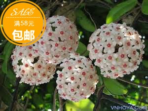 杂交匍匐球兰（Hoya serpens X carnosa ）耐寒等级5星