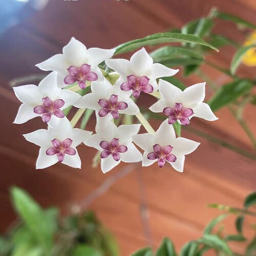 贝拉外锦Hoya bella albomarginata
