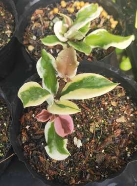 好利球兰小苗  Hoya carnosa  