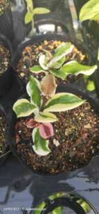 好利球兰小苗  Hoya carnosa  