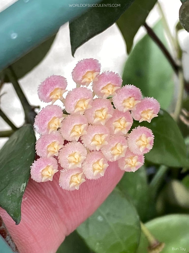 瑞贝卡（hoya rebecca）