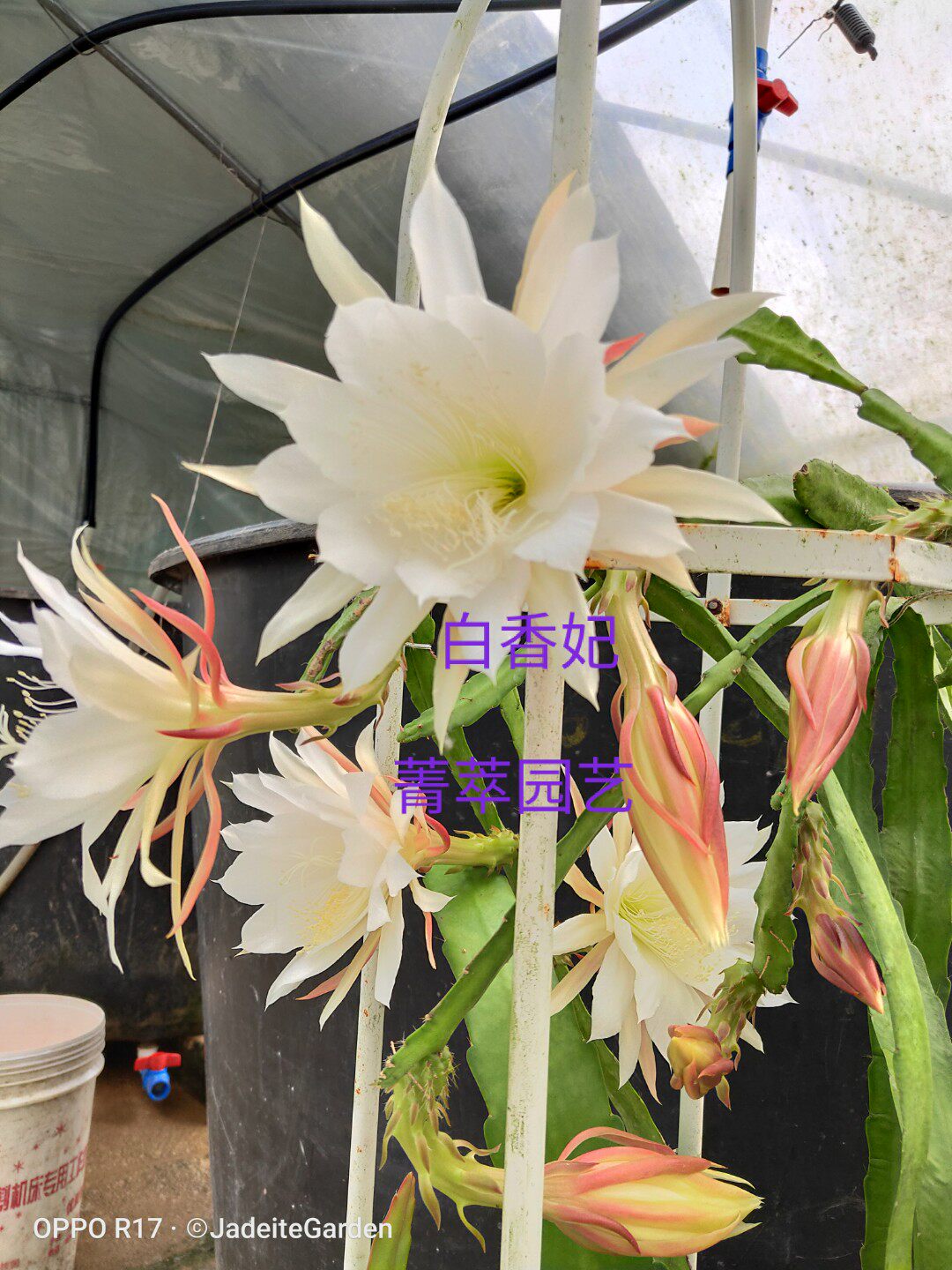 令箭荷花 白香妃