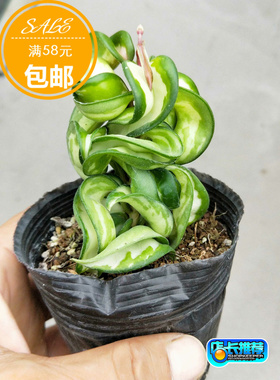卷叶内锦球兰（Hoya compacta variegata 