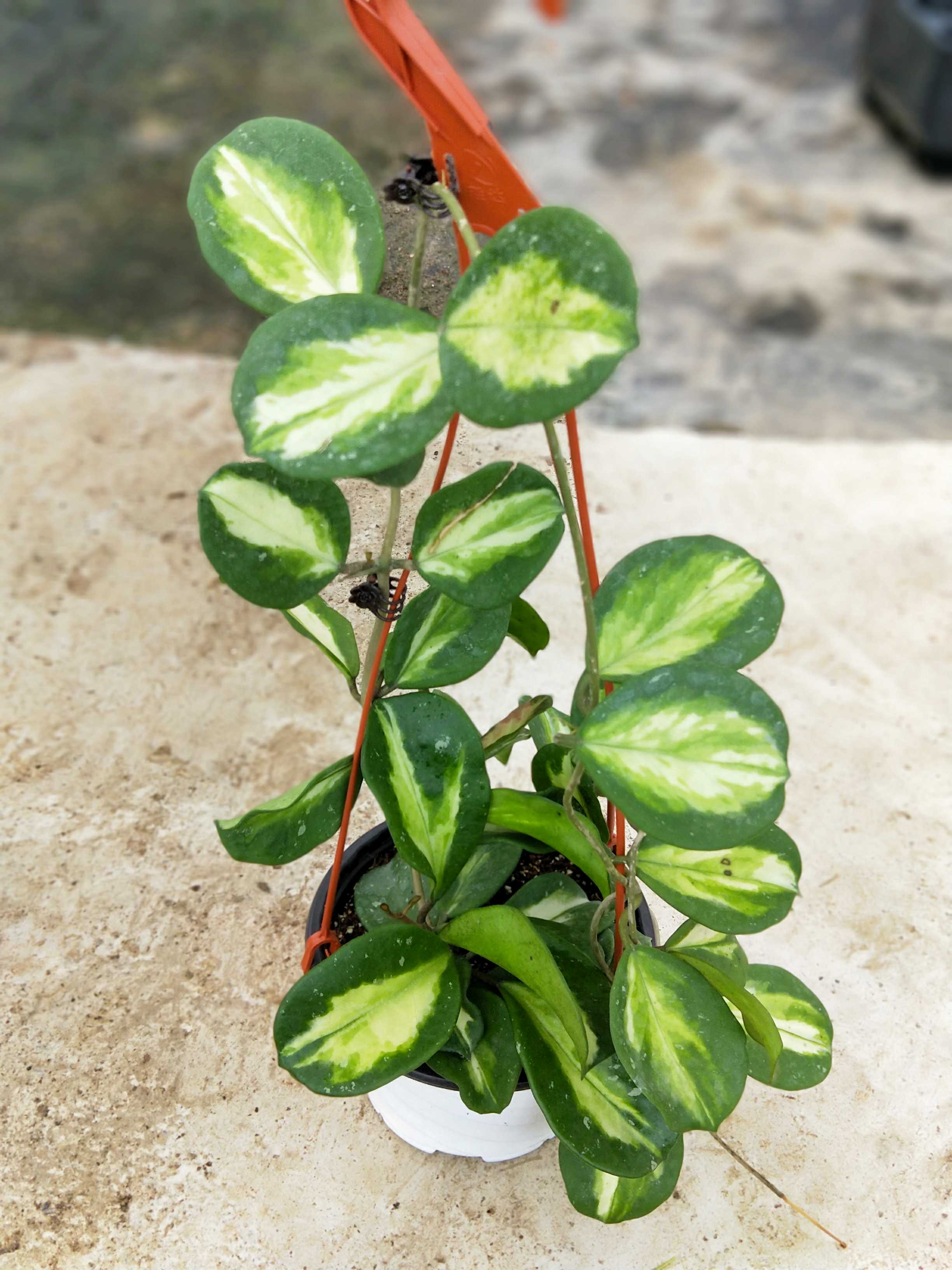 镜叶内锦大棵 hoya obovata variegated当年开花（包邮）