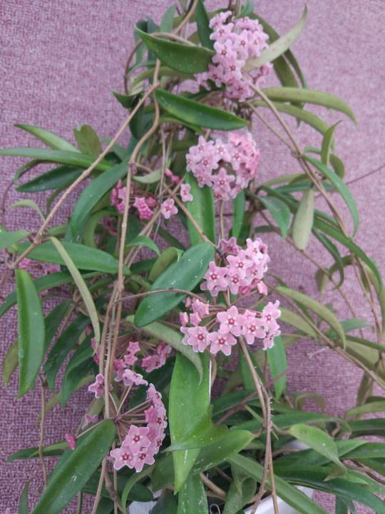 迷你贝尔球兰小苗( hoya minibelle)(耐寒等级5星)