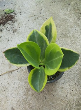 黄金粗蔓长叶球兰hoya  pachyclada Variegata  long leaf