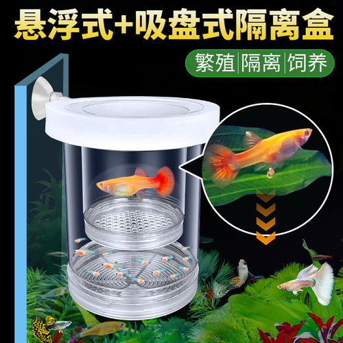 鱼缸隔离盒孔雀繁胎生鱼殖盒产房
