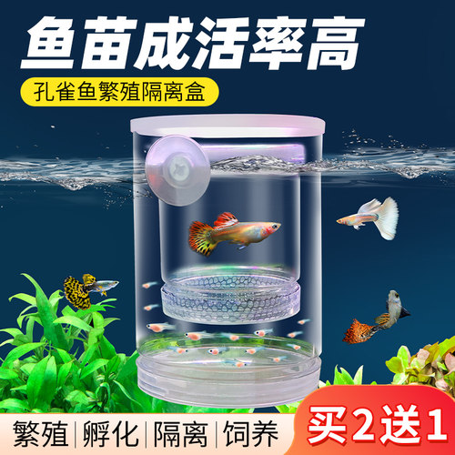 孔雀鱼繁殖隔离盒产卵母鱼透明