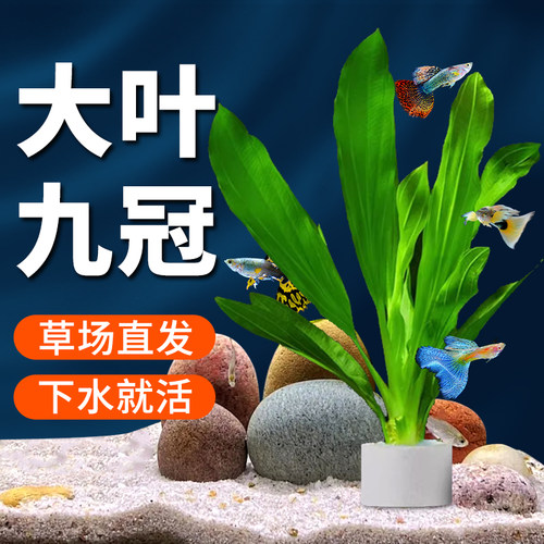 大叶九冠水草鱼缸造景用无需底沙