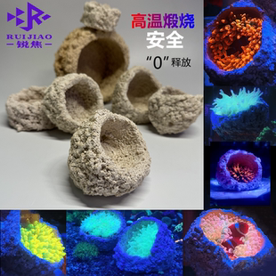奶嘴海葵山窝珊瑚防跑躲避罐支架基座爪哇基拉戈干岩石锐焦造景