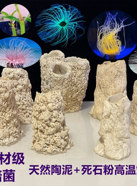 海缸沙葵千手佛窝鱼缸珊瑚基拉戈爪哇石人工红树盒子金黄紫色锐焦