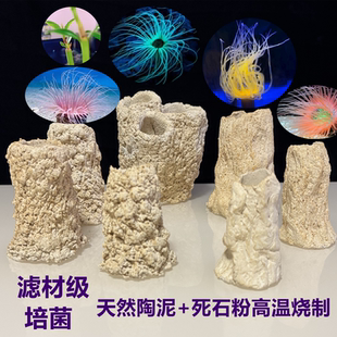 海缸沙葵千手佛窝鱼缸珊瑚基拉戈爪哇石人工红树盒子金黄紫色锐焦