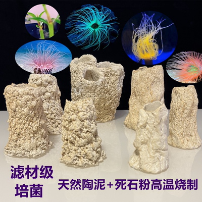 海缸沙葵千手佛窝鱼缸珊瑚基拉戈爪哇石人工红树盒子金黄紫色锐焦