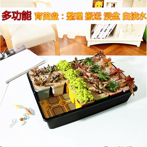多肉叶插盆蓄水育苗盘整理搬运小黑方组合保温保湿实心底部育苗盆