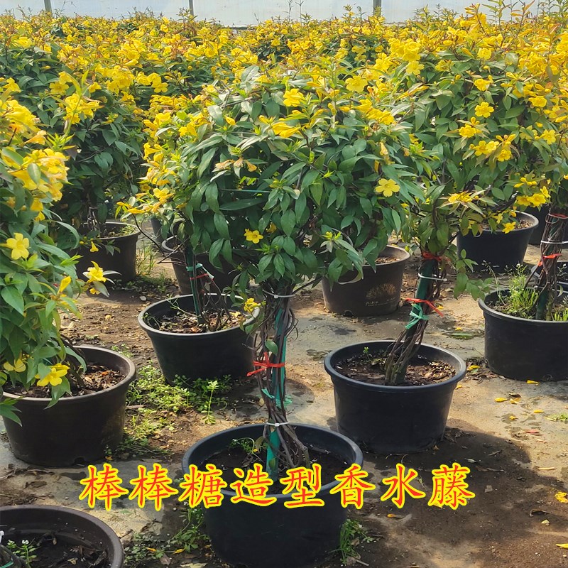 法国香水爬藤黄花茉莉苗飘香藤盆栽绿植四季开花常青耐寒植物浓u.
