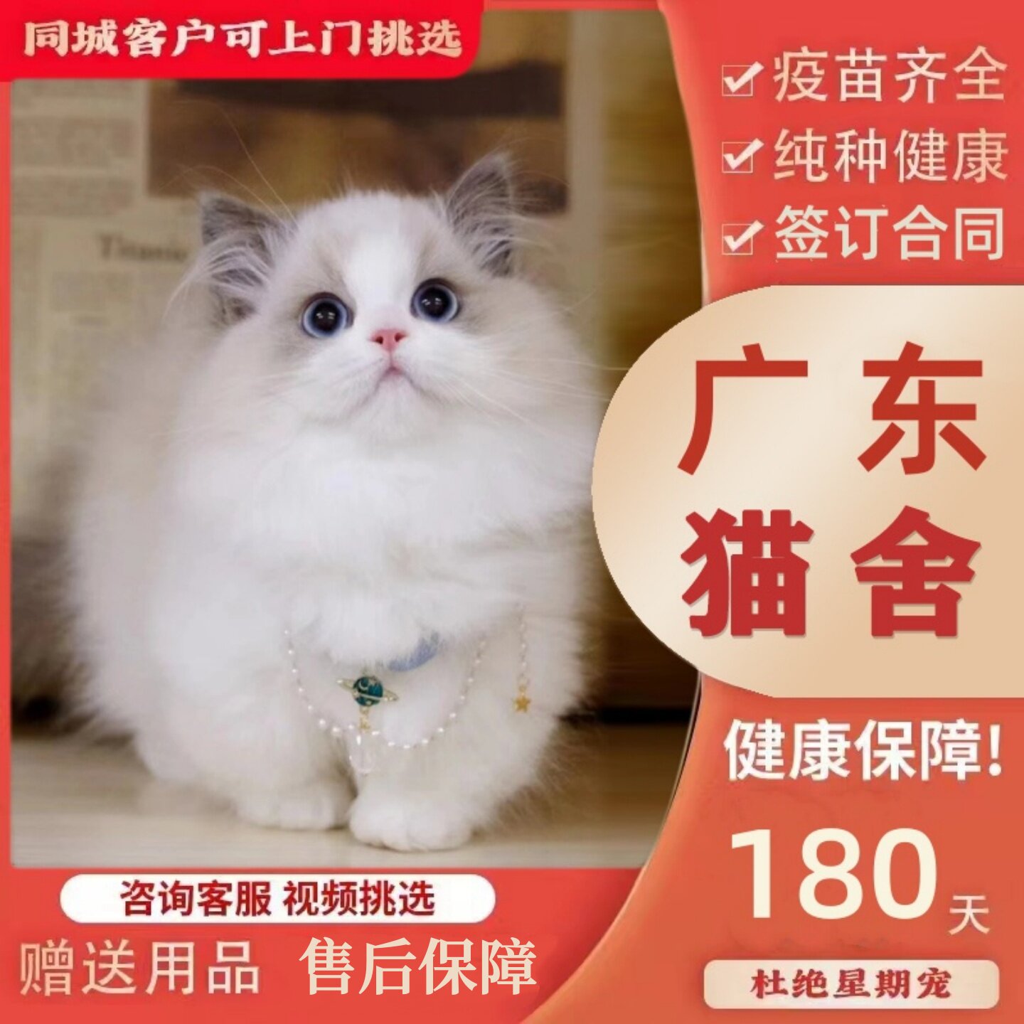 【广州猫舍】纯种布偶猫幼猫双海仙女猫蓝眼睛幼崽活体宠物猫咪