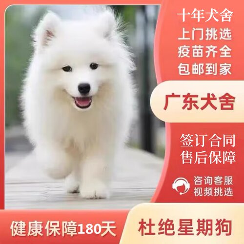 【广州佛山犬舍】纯种萨摩耶幼犬熊版幼犬微笑天使犬活体宠物狗狗