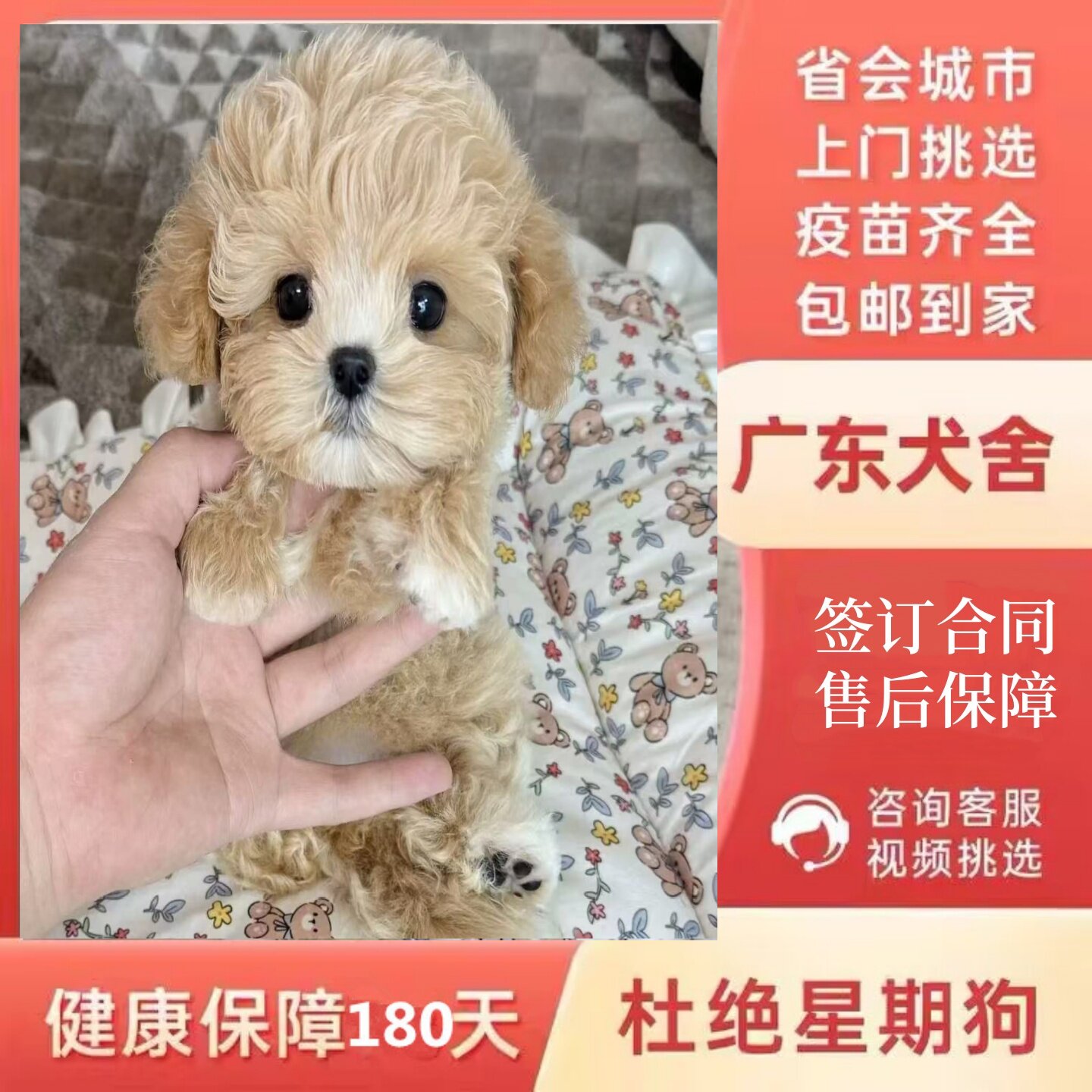 【中山犬舍】纯种马尔泰幼犬韩系小体黄白花香槟色活体小型宠物狗
