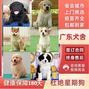 广州佛山狗场犬舍纯种金毛边牧柯基柴犬拉布拉多导盲犬比熊西高地