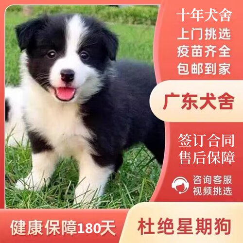 【东莞深圳犬舍】纯种边牧幼犬黑白色陨石色边境牧羊犬活体宠物狗