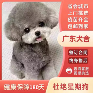 【广州佛山犬舍】纯种香槟泰迪幼犬茶杯犬小体韩系活体宠物灰泰迪