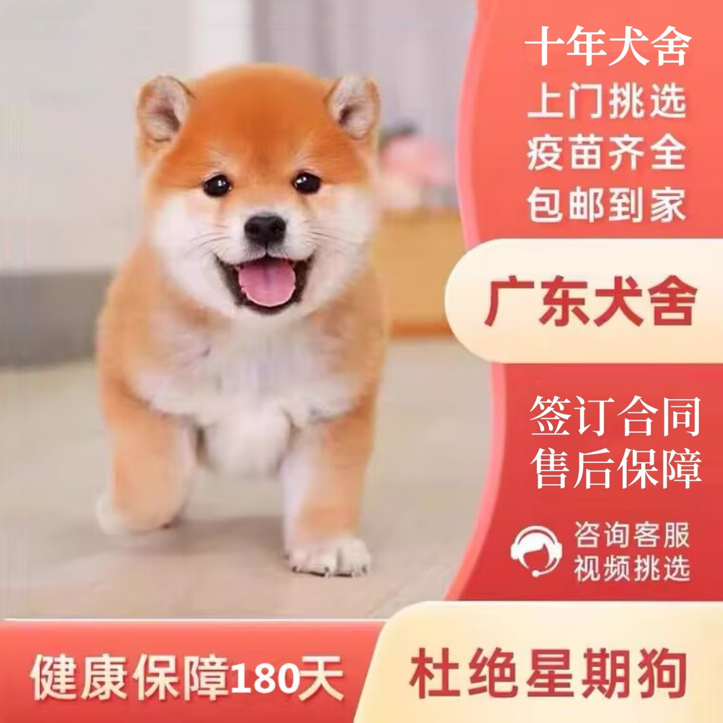 【广州佛山犬舍】日本柴犬幼犬纯种赤柴黑柴豆柴双血统宠物狗活体
