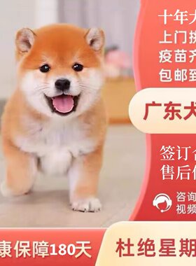 【广州佛山犬舍】日本柴犬幼犬纯种赤柴黑柴豆柴双血统宠物狗活体