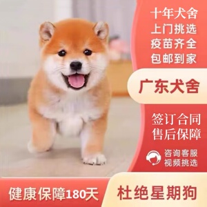【广州佛山犬舍】日本柴犬幼犬纯种赤柴黑柴豆柴双血统宠物狗活体
