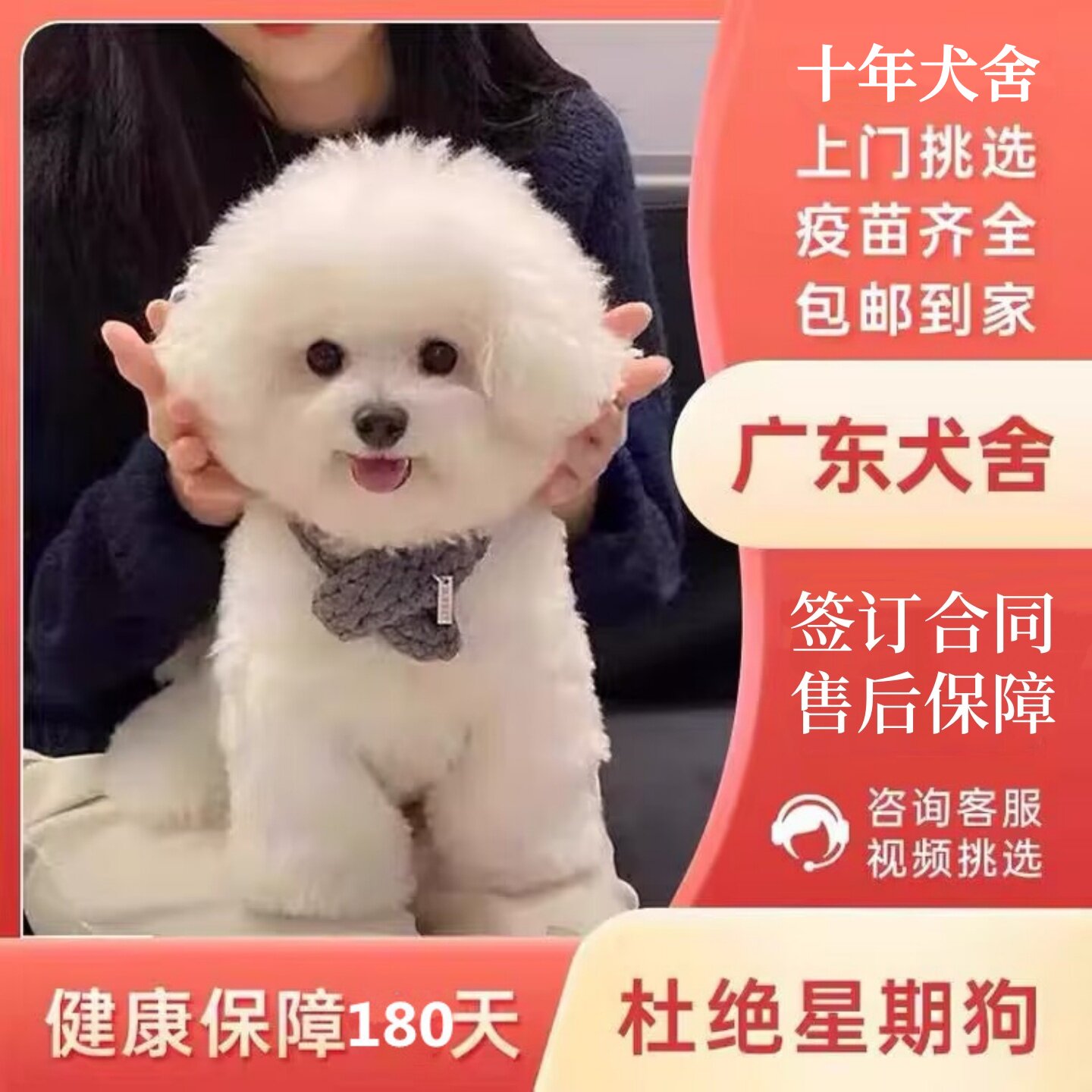【中山犬舍】纯种比熊幼犬活体白色可爱型法国卷毛小型犬宠物狗狗