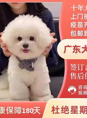 【广州犬舍】纯种比熊幼犬活体白色可爱型法国卷毛小型犬宠物狗狗