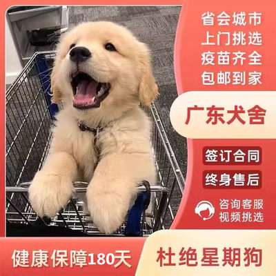 广州狗场纯种金毛幼犬活体狗狗