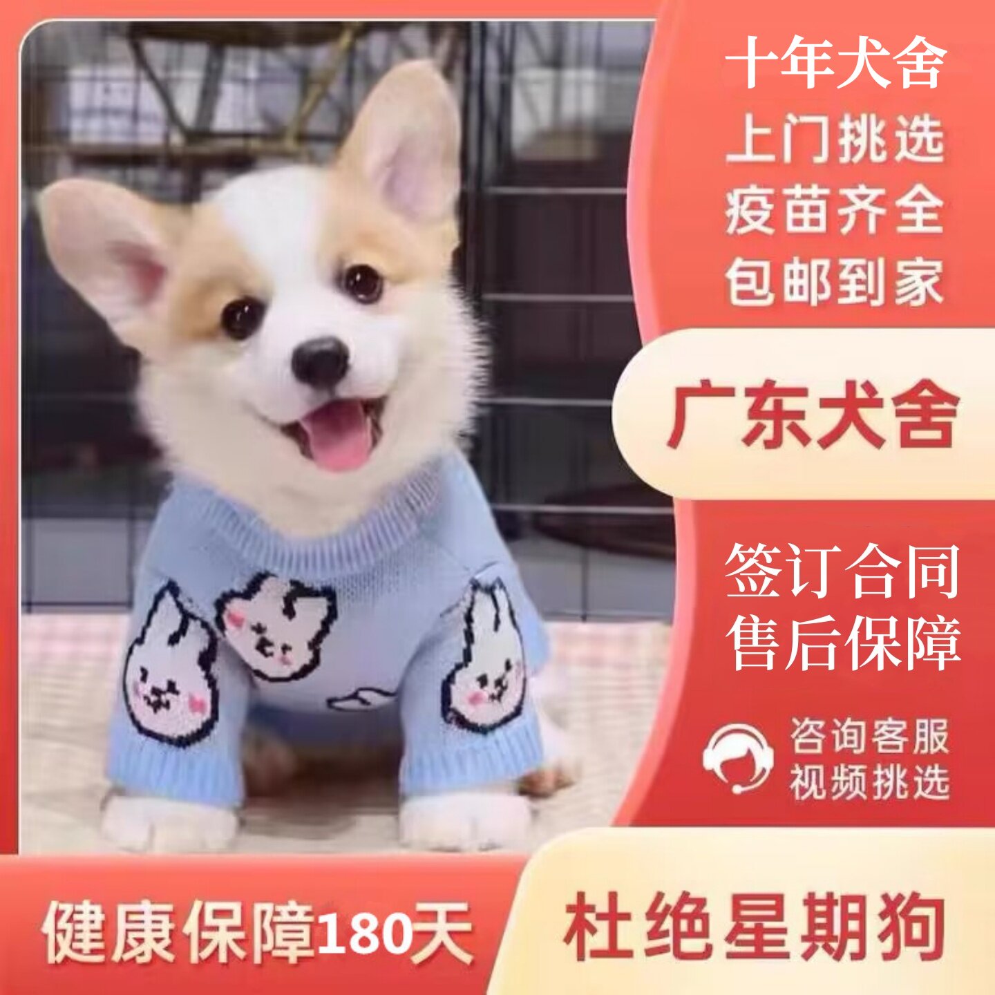 【中山犬舍】柯基犬幼犬纯种小型犬活体宠物狗狗三双色短腿幼狗