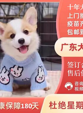 【中山犬舍】柯基犬幼犬纯种小型犬活体宠物狗狗三双色短腿幼狗