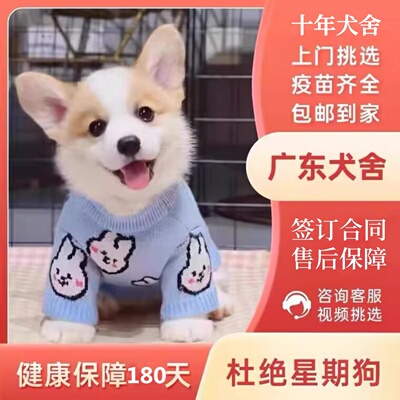 【广州佛山犬舍】纯种柯基幼犬小短腿双色三色小型犬宠物狗活物