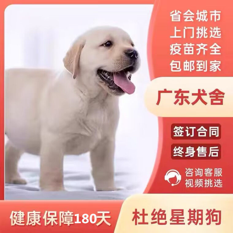 【深圳犬舍】拉布拉多幼犬小中大型宠物真物狗狗家养神犬小七狗狗
